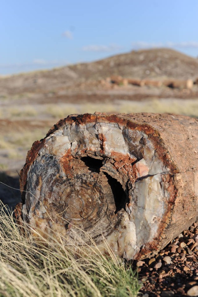 Petrified log about 2 ft in diameter