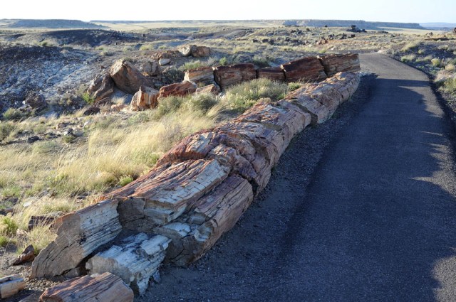 A nearly 100 ft long petrified tree trunk