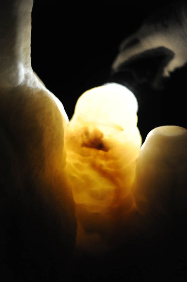 A dead bat encased in thousands of years of calcium carbonate buildup