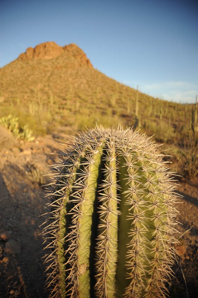 Saguaro cacti at sunset