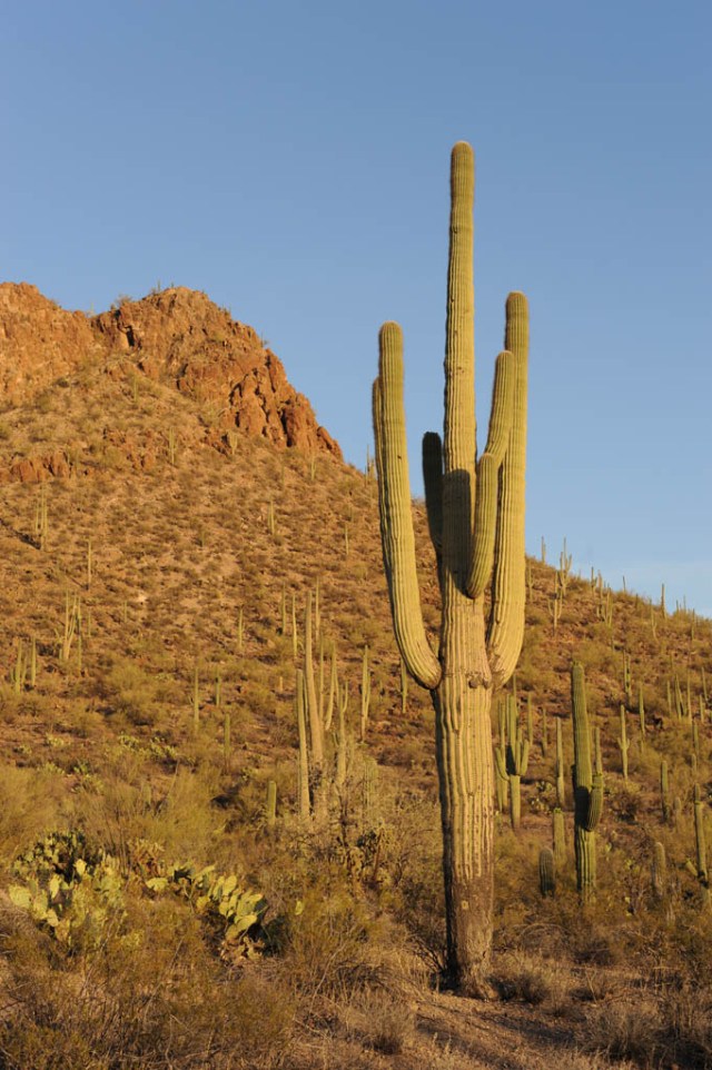 Saguaro cacti at sunset