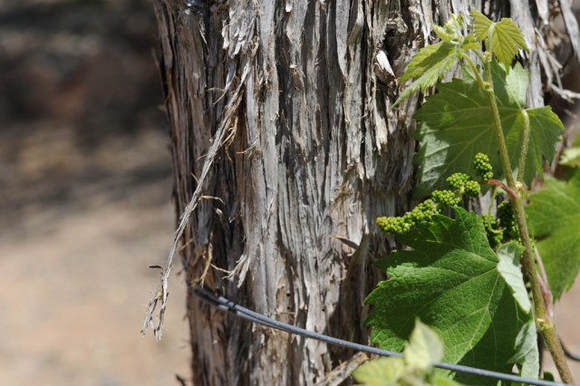 These will be delicious some day soon