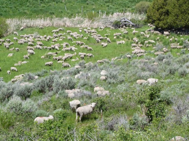 You never know what's around the next corner. In this case sheep in the Tex Creek Wildlife Management Area. You never know what's around the next corner. In this case sheep in the Tex Creek Wildlife Management Area.