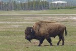 Bison in Yellowstone National Park