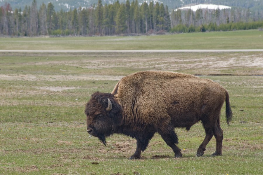 Bison in Yellowstone National Park