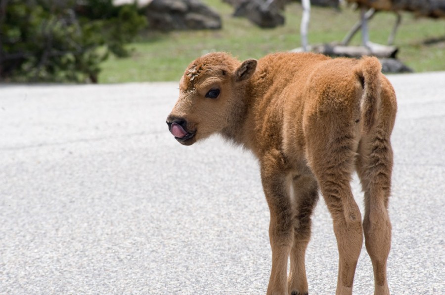 Baby bison in Yellowstone National Park