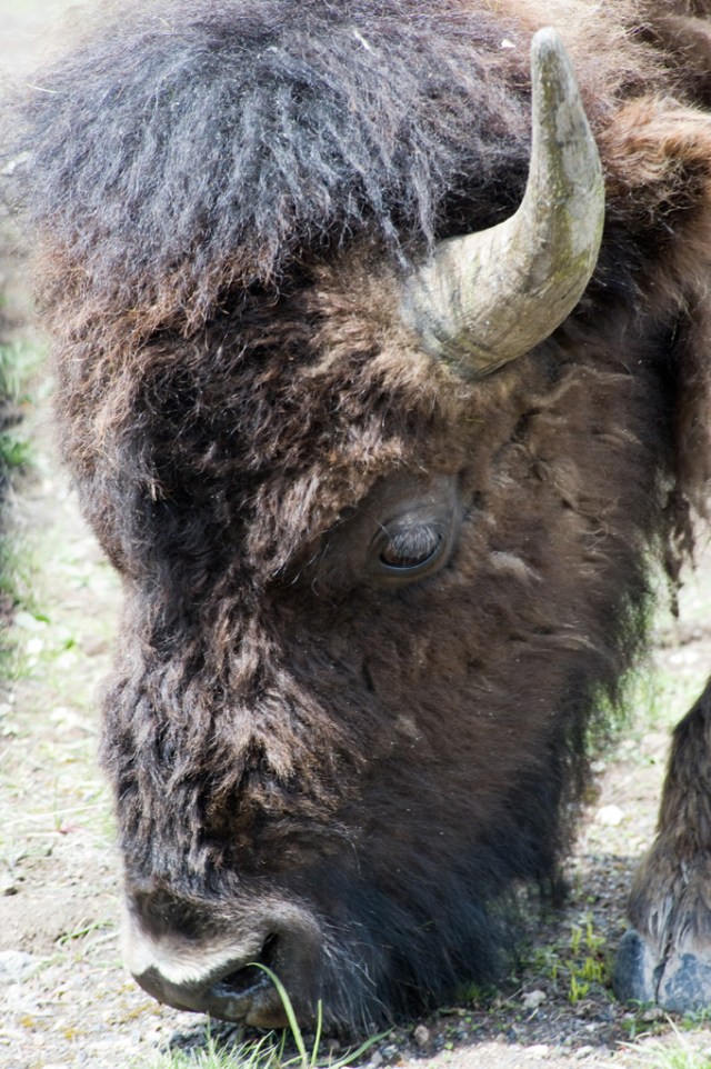 Bison in Yellowstone National Park