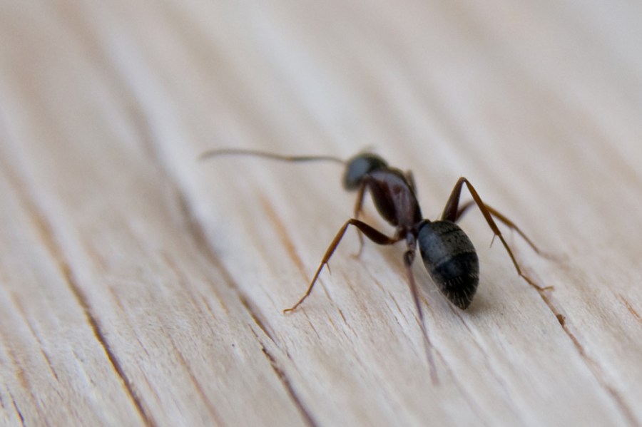 Another baby bison. Just kidding.