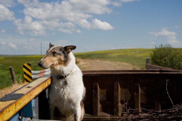 Leo contemplating the things dogs contemplate when riding in the bed of a pickup truck.