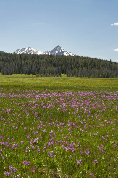 Several thousand mosquitoes were happy to get out my view for this shot in exchange for blood.