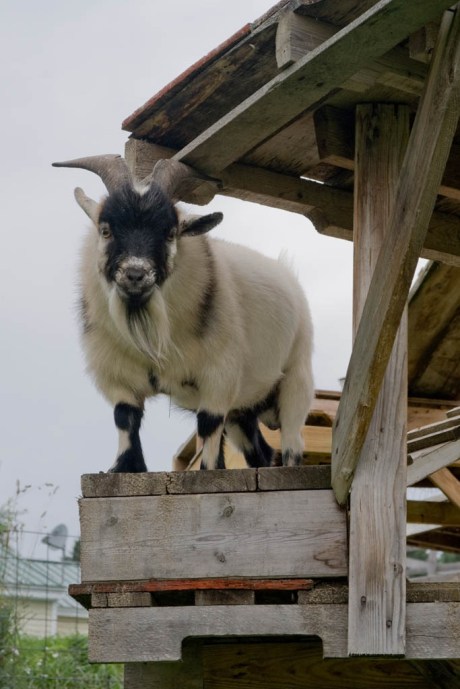 I think this might actually be Merlin in disguise, busy casting goat-wizard spells on me with his deep stare.