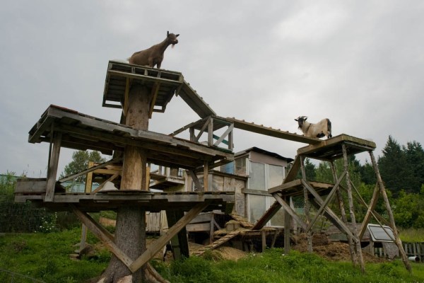 Maybe these are the goat gods Tornado Rider sang about at Ness Creek!