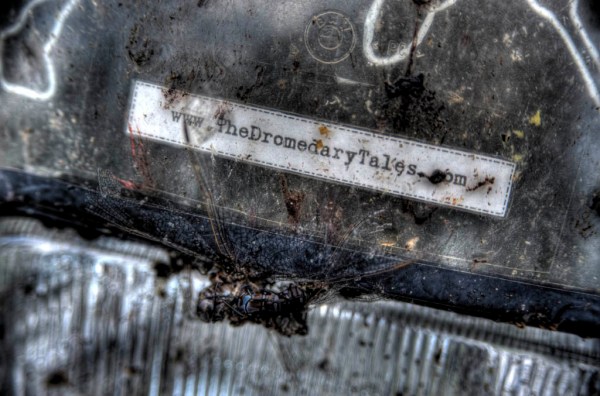 The Camel needs a bath. - HDR