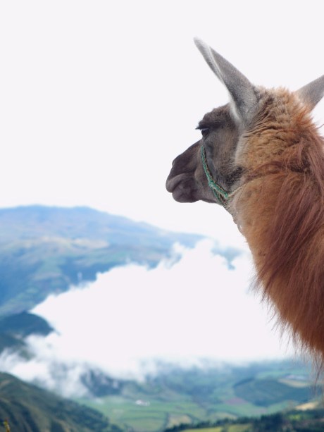 Como se llama, llama?! Como se llama, llama?!