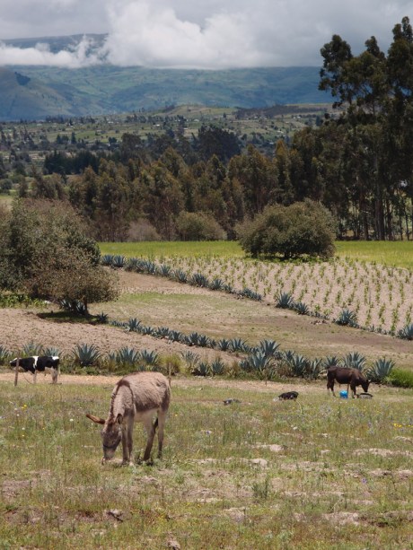 The Ronquillo's farm near Pujilí & Latacunga. The Ronquillo's farm near Pujilí & Latacunga.