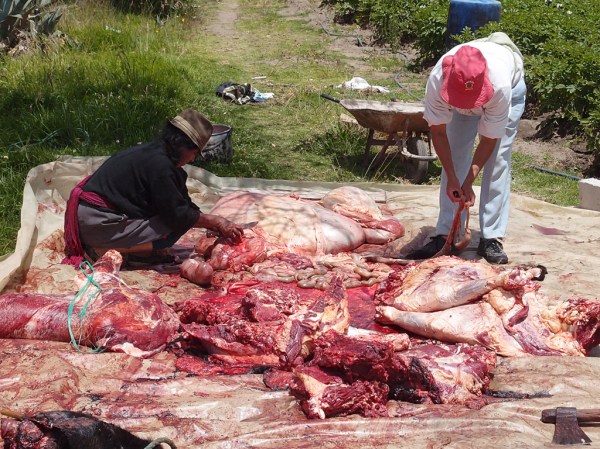 Slaughtering a cow to be taken to market later that day. Slaughtering a cow to be taken to market later that day.