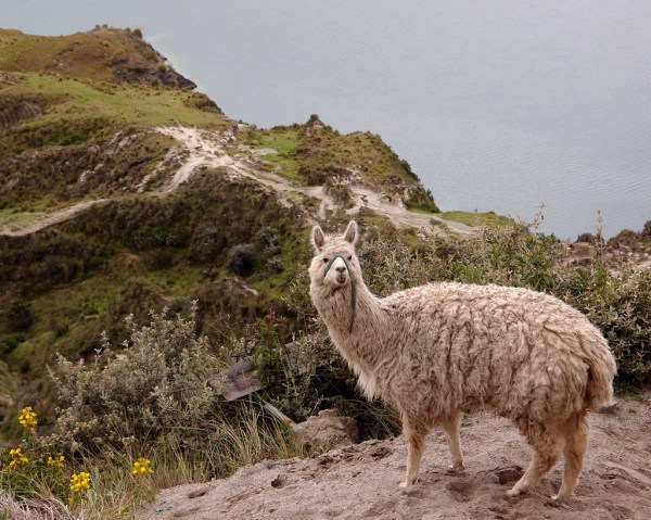 An alpaca stops to question us on the descent. An alpaca stops to question us on the descent.