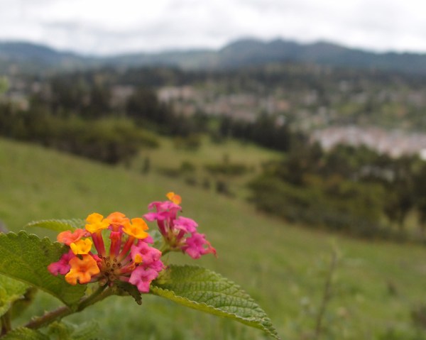 Flowers over the Loja countryside. Flowers over the Loja countryside.