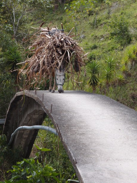 A donkey carrying sugarcane over a footbridge in Vilcabamba. A donkey carrying sugarcane over a footbridge in Vilcabamba.