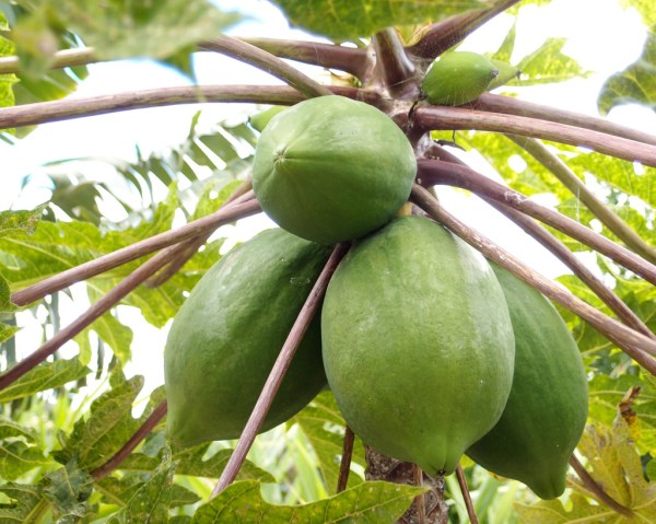 Papayas. Papayas.