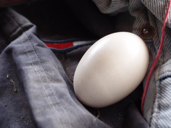 Freshly laid eggs. Freshly laid eggs.