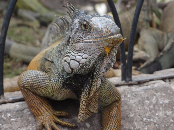 An iguana still showing signs of the recent fight with several other iguanas over a fresh mango.