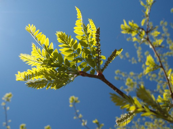 Springtime in Fruita.
