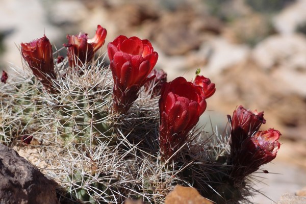 Cacti in bloom.