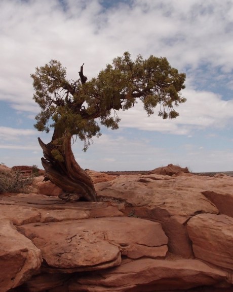 A hardy Junpier tree, which commonly live to be 350-700 years old here.