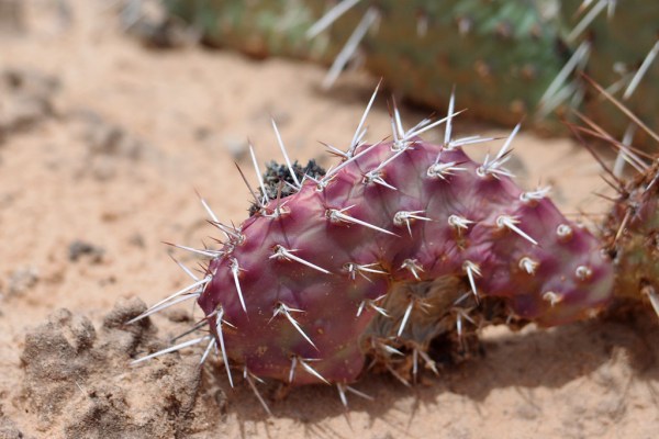 A cactus just days away from blooming.