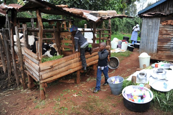 Freddy meets his first cow.