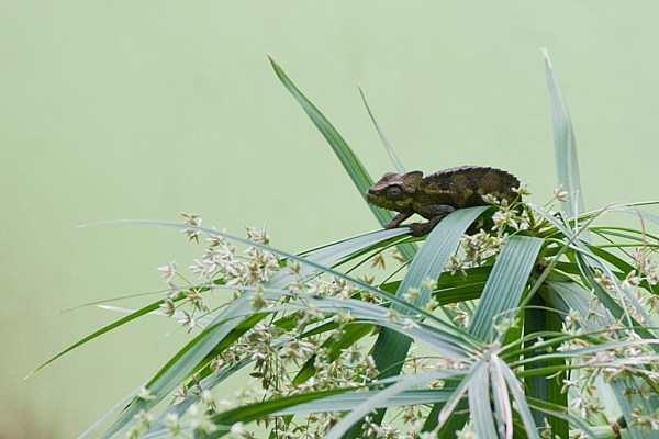 One of the smaller creatures in the snakes and reptiles exhibit of the museum.
