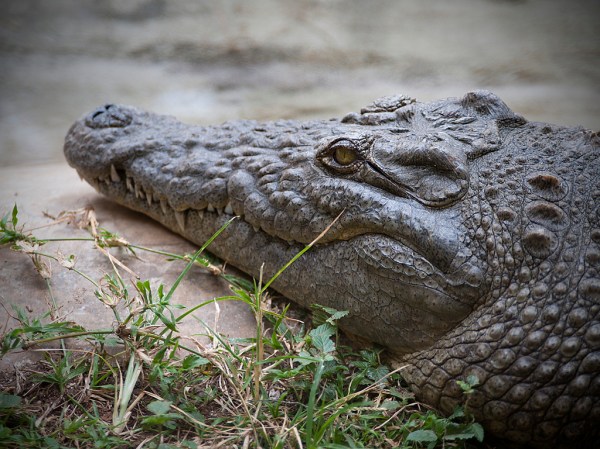 One of the larger creatures.