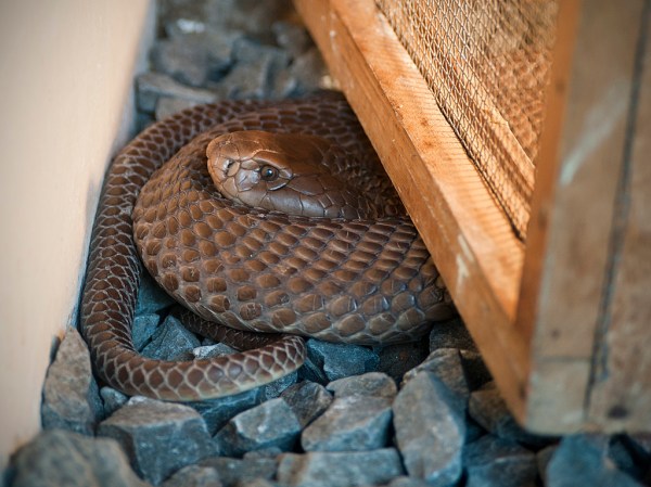 And one of the scarier creatures.