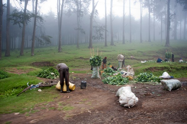 Farming in the fog.