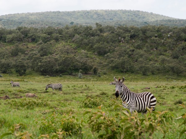 First Punda Milia (zebra) sighting of the trip.