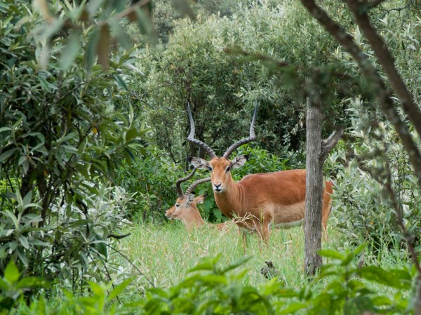 Gazelles hiding in the brush.
