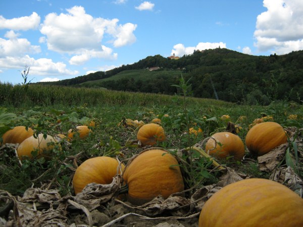 A pumpkin patch near Maribor, Slovenia.