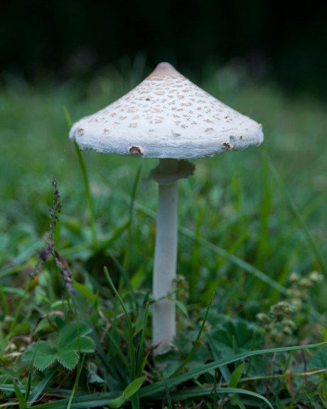 Some kind of mushroom.