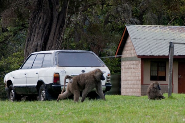 Baboons roam freely around the buildings of the park headquarters.