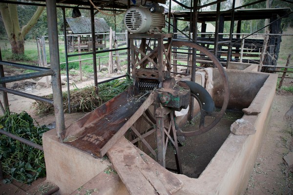 A machine on Shosho's farm to cut napier grass into edible size chunks for the cows.