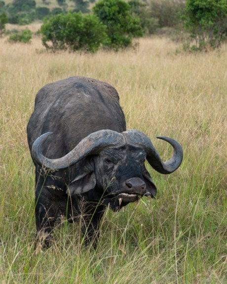 An African Buffalo enjoys a slightly less gruesome breakfast.