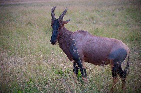 A Topi, one of the fastest antelopes in Africa that can reach speeds of 80 km/hr (50 mph).