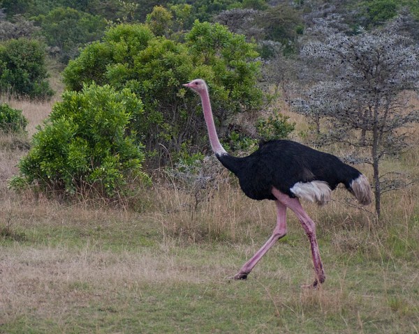 Not really too much to say here: it's an Ostrich.