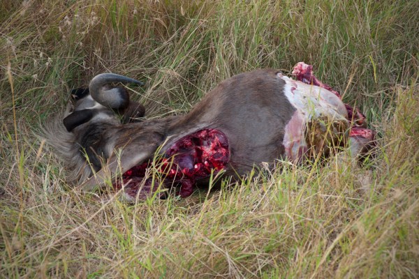Apparently the lion felt is more of a Wildebeest-for-breakfast kind of day.