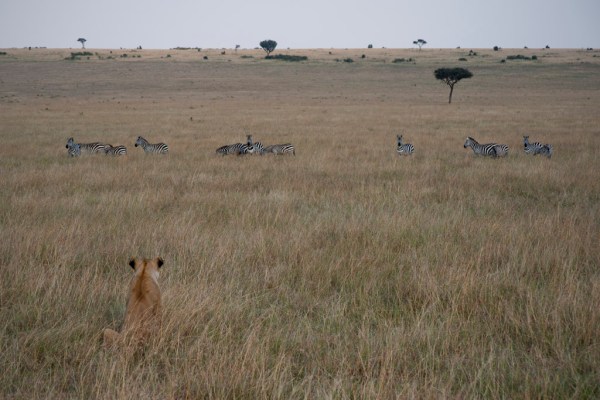 Anyone in the mood for Zebra?