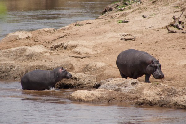 Hungry hungry hippos.