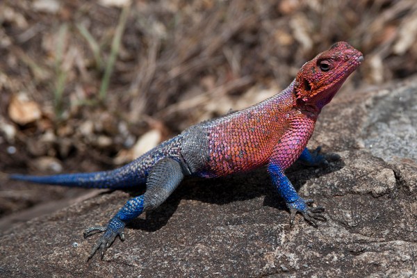 A Mwanza Flat-headed Agama lizard.
