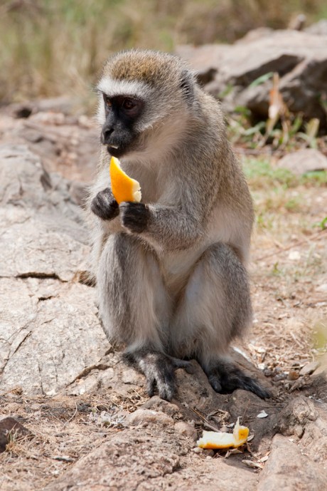 Apparently Tristan, like Pinocchio, got his wish: "And someday, I'm gonna be a real monkey!" 