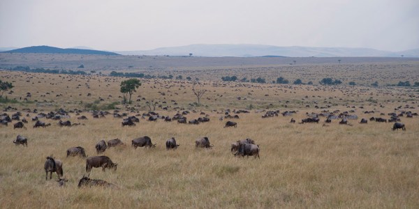 Millions of Wildebeests dot the Savanna in every direction.